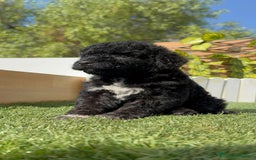 Perro de Agua Español perros en venta: PERRO DE AGUA ESPAÑOL HEMBRA - Imagen 13