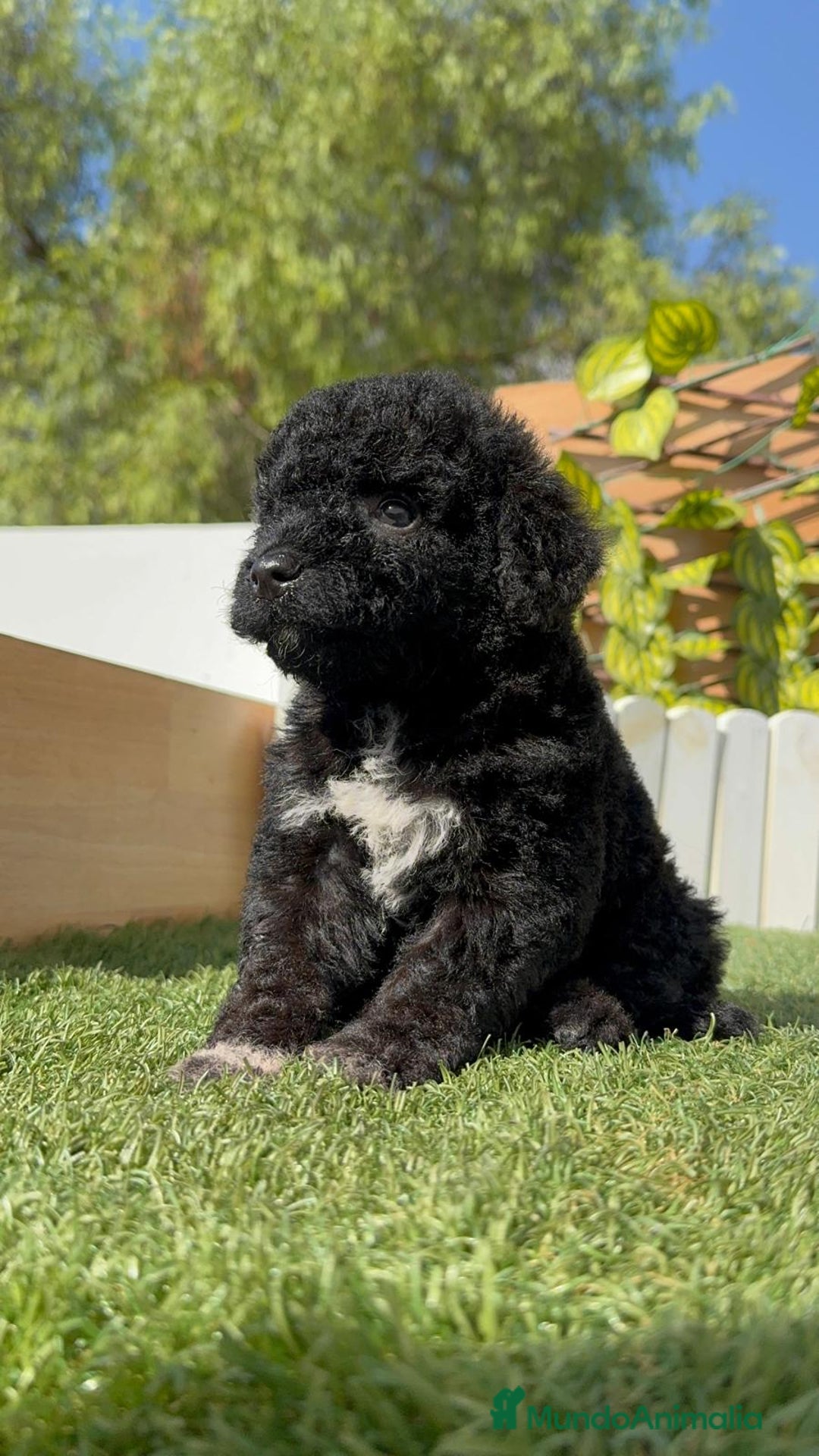 Perro de Agua Español perros en venta: PERRO DE AGUA ESPAÑOL HEMBRA - Imagen 13