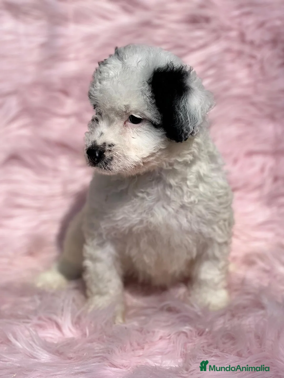 Perro de Agua Español perros en venta: PERRO DE AGUAL ARLEQUÍN DISPONIBLES en Barcelona - Anuncio 4