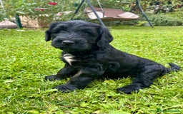 Goldendoodle perros en venta: Cachorros Goldendoodle hipoalergénicos - Imagen 4