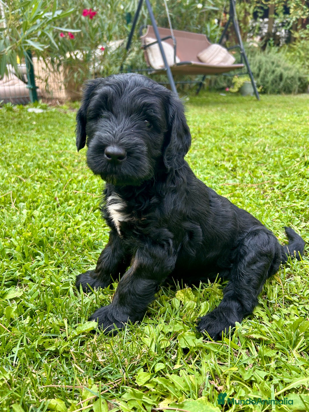 Goldendoodle perros en venta: Cachorros Goldendoodle hipoalergénicos - Imagen 4