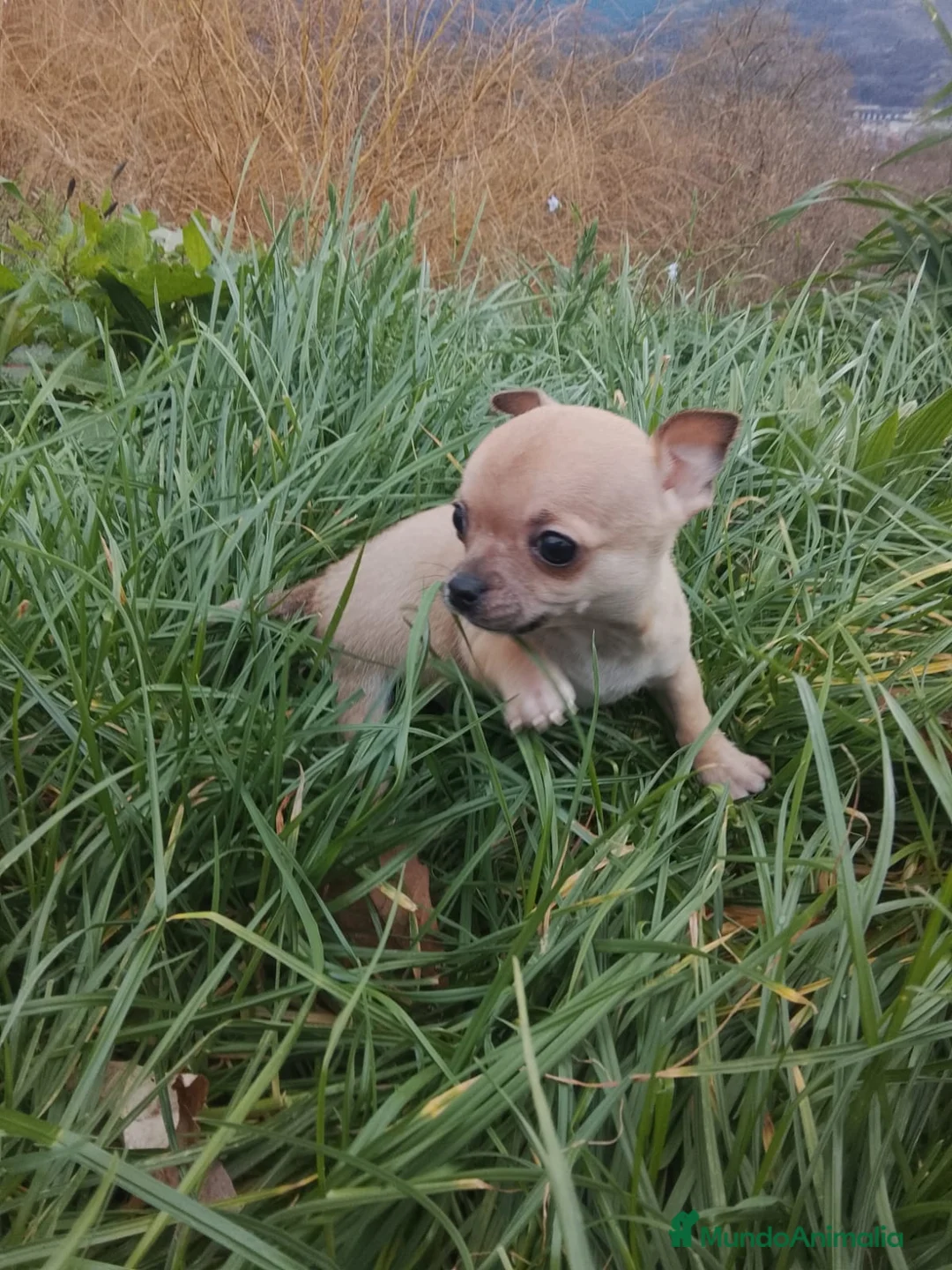 Chihuahua perros en venta: CHIHUAHUA MACHO - Anuncio 3