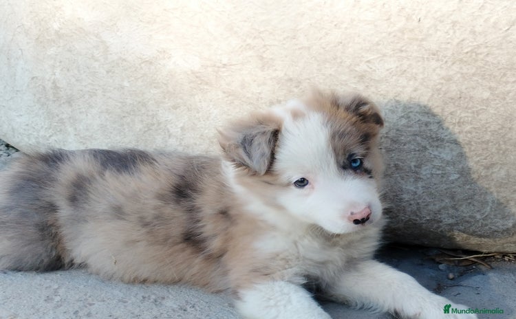 Border Collie perros en Badajoz - Anuncio 15