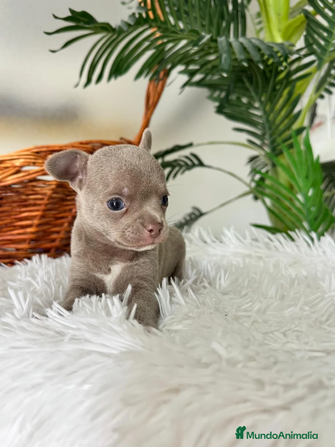 Chihuahua perros en venta: CHIHUAHUA MACHO - Anuncio 2