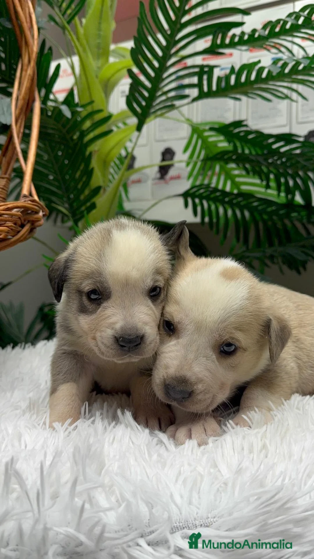 Mastín Español perros en venta: MASTIN ESPAÑOL - Anuncio 12