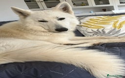 Pastor Blanco Suizo perros en venta: Cachorros de Pastor Blanco Suizo - Imagen 4