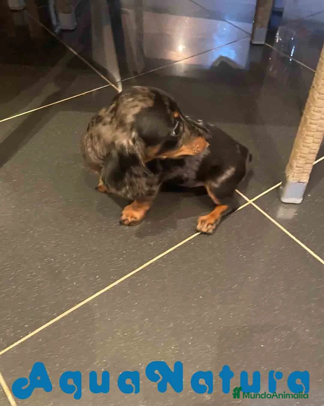 Teckel Miniatura perros en venta: Teckel Hembra de Tria y Luisiño 2015 AQUANATURA - Anuncio 4