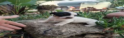 Jack Russell Terrier perros en venta: Jack Russell terrier  - Anuncio 7