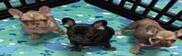 Bulldog Francés perros en venta: Bulldog francés  - Anuncio 4