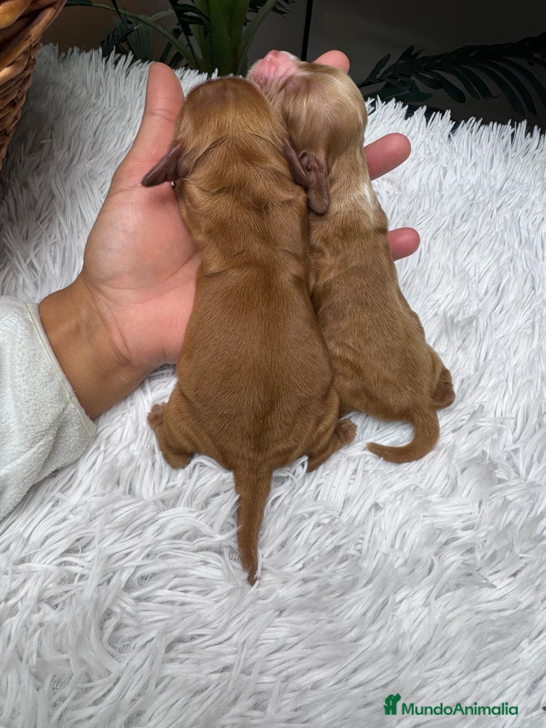 Cocker Spaniel Inglés perros en venta: COCKER SPANIEL INGLES - Anuncio 7