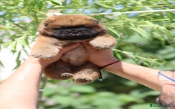 Chow Chow perros en venta: Cachorritos de Chow chow  - Imagen 5