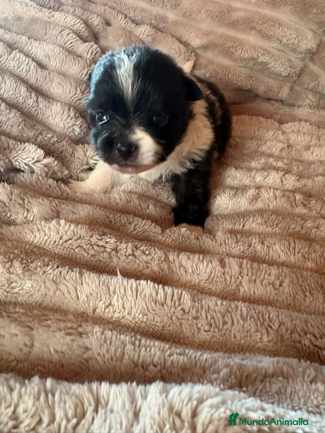 Pomerania perros en venta: Pele y Mele ya son papas , lulu pomerania toy  - Anuncio 8