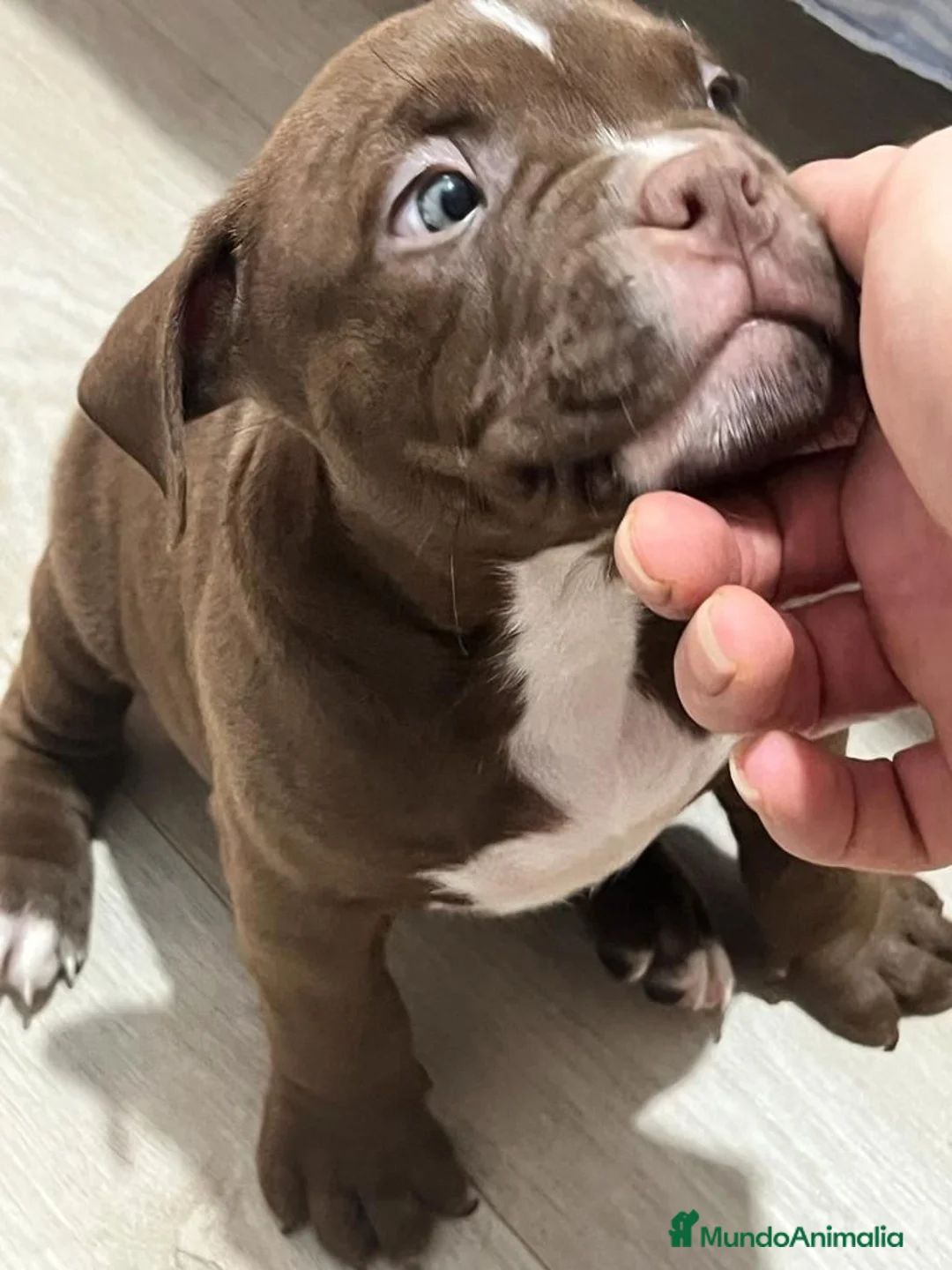 American Bully perros en venta: Camada de American Bully en Madrid - Anuncio 6