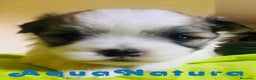 Bichón Habanero perros en venta:  Bichon Habanero Macho de Leo 3971 - AQUANATURA en Barcelona - Anuncio 5
