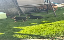 Chihuahua perros en venta: ULTIMA HEMBRA CHIHUAHUA - Imagen 3