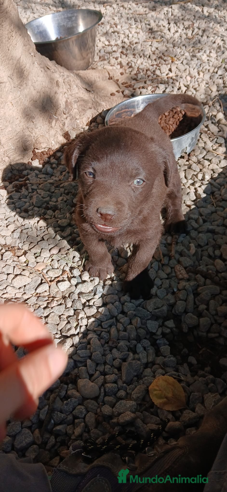 Labrador Retriever perros LABRADOR XOCOLATA - Anuncio 1