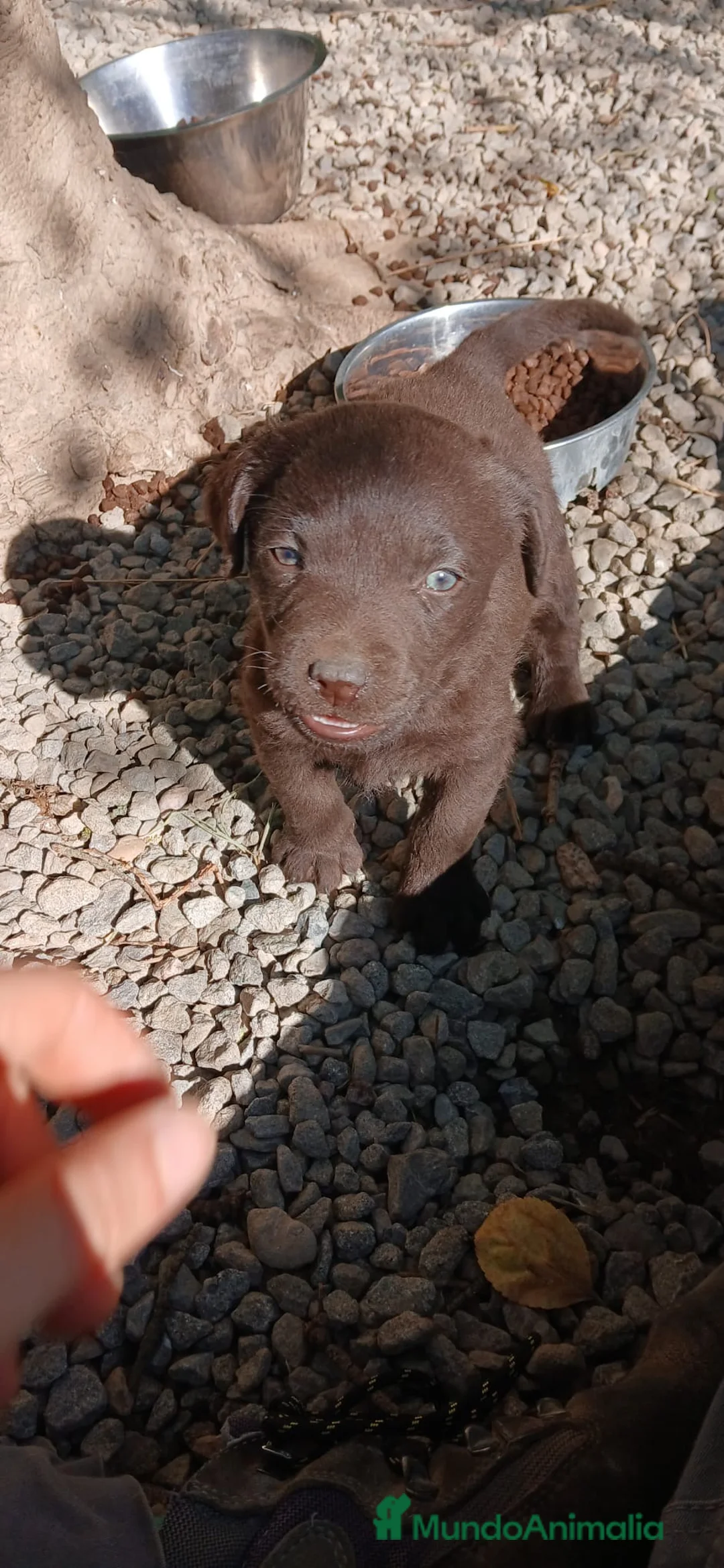Labrador Retriever perros en venta: LABRADOR XOCOLATA - Anuncio 1