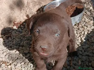 Labrador Retriever perros LABRADOR XOCOLATA - Anuncio 1