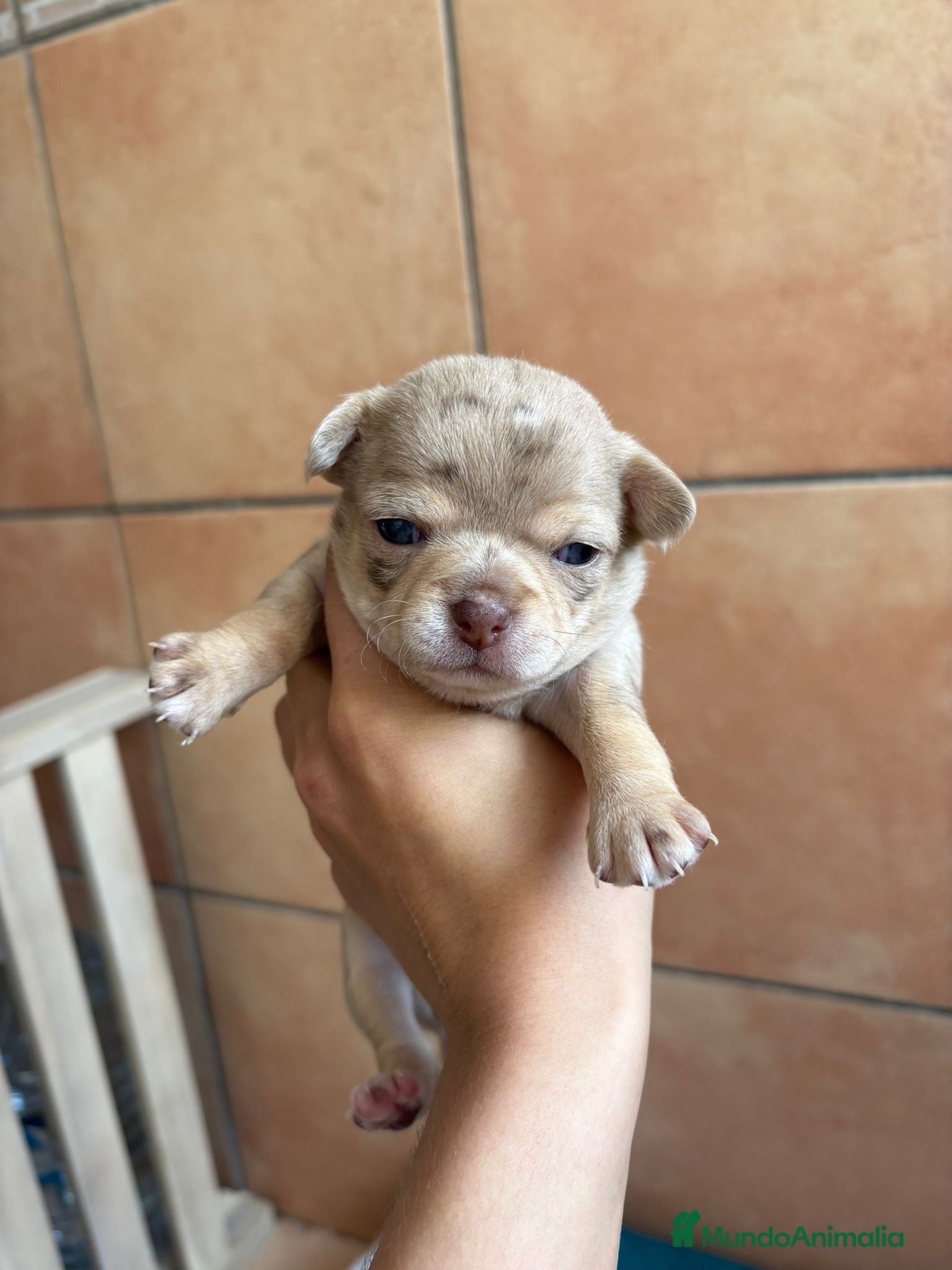 Chihuahua perros Chihuahua merle hembra🐶🐾 - Anuncio 1