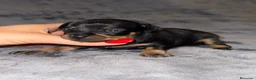 Pinscher Miniatura perros en venta: Pinscher miniatura - Anuncio 38