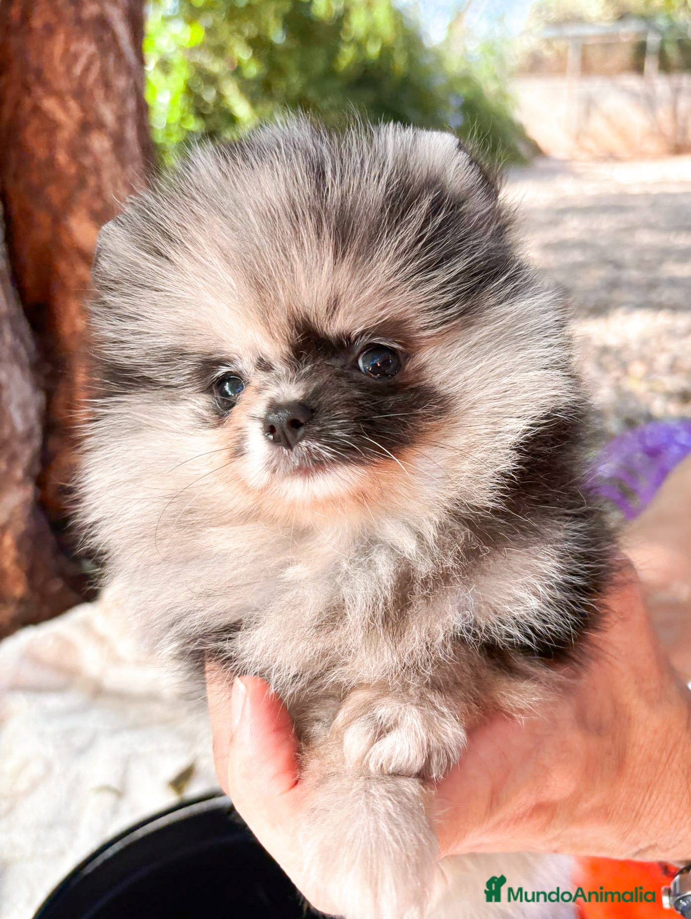 Pomerania perros Pomerania Merle Exótico Toy - Anuncio 24