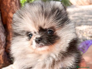 Pomerania perros - Anuncio 1