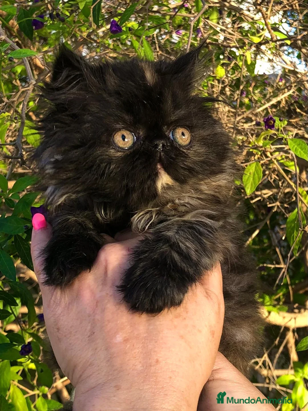 Persa gatos en venta: GATITOS PERSA - Anuncio 2