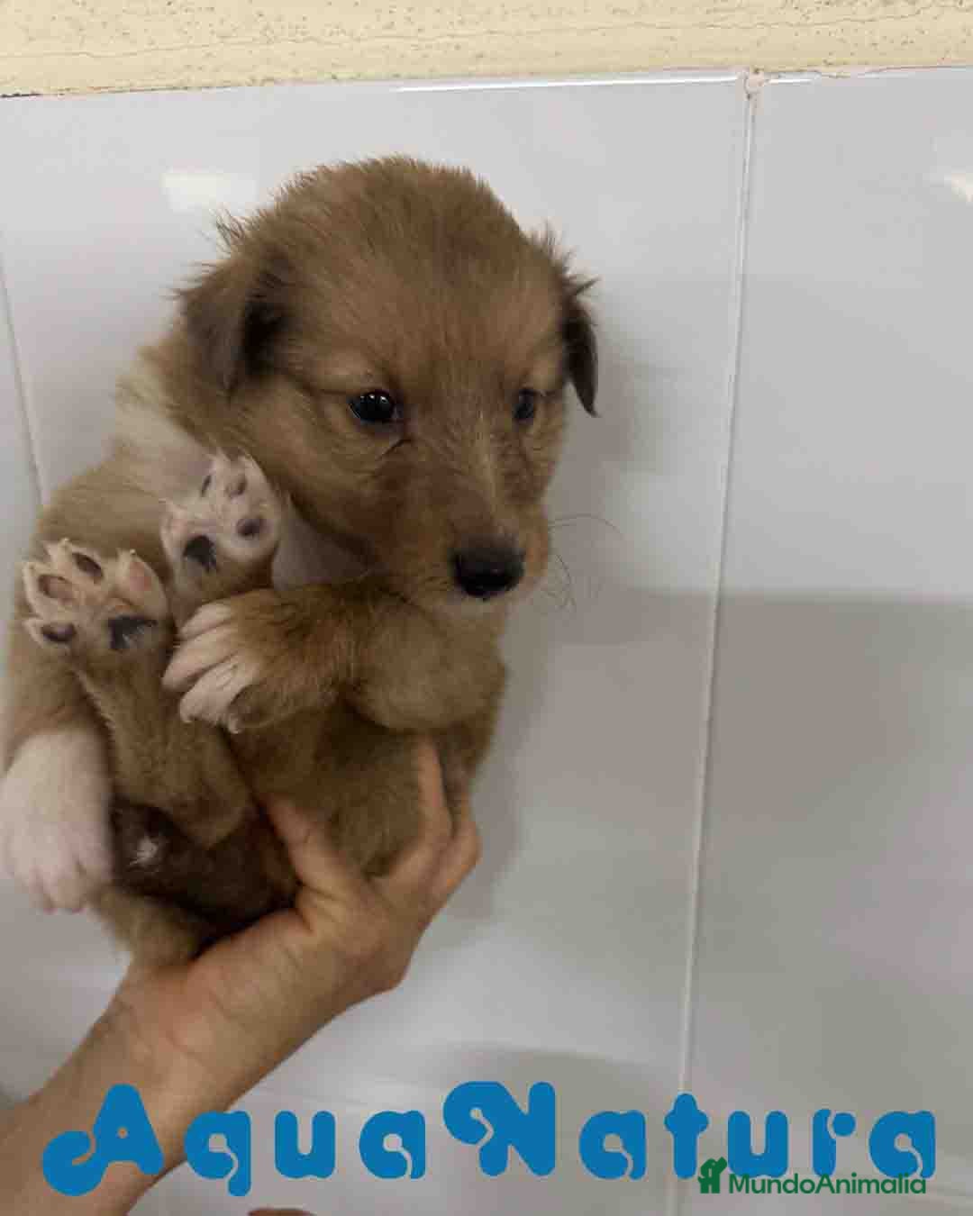 Perro Pastor de las Shetland perros en venta: Pastor de Shetland Macho 1 de Nana AQUANATURA - Anuncio 5