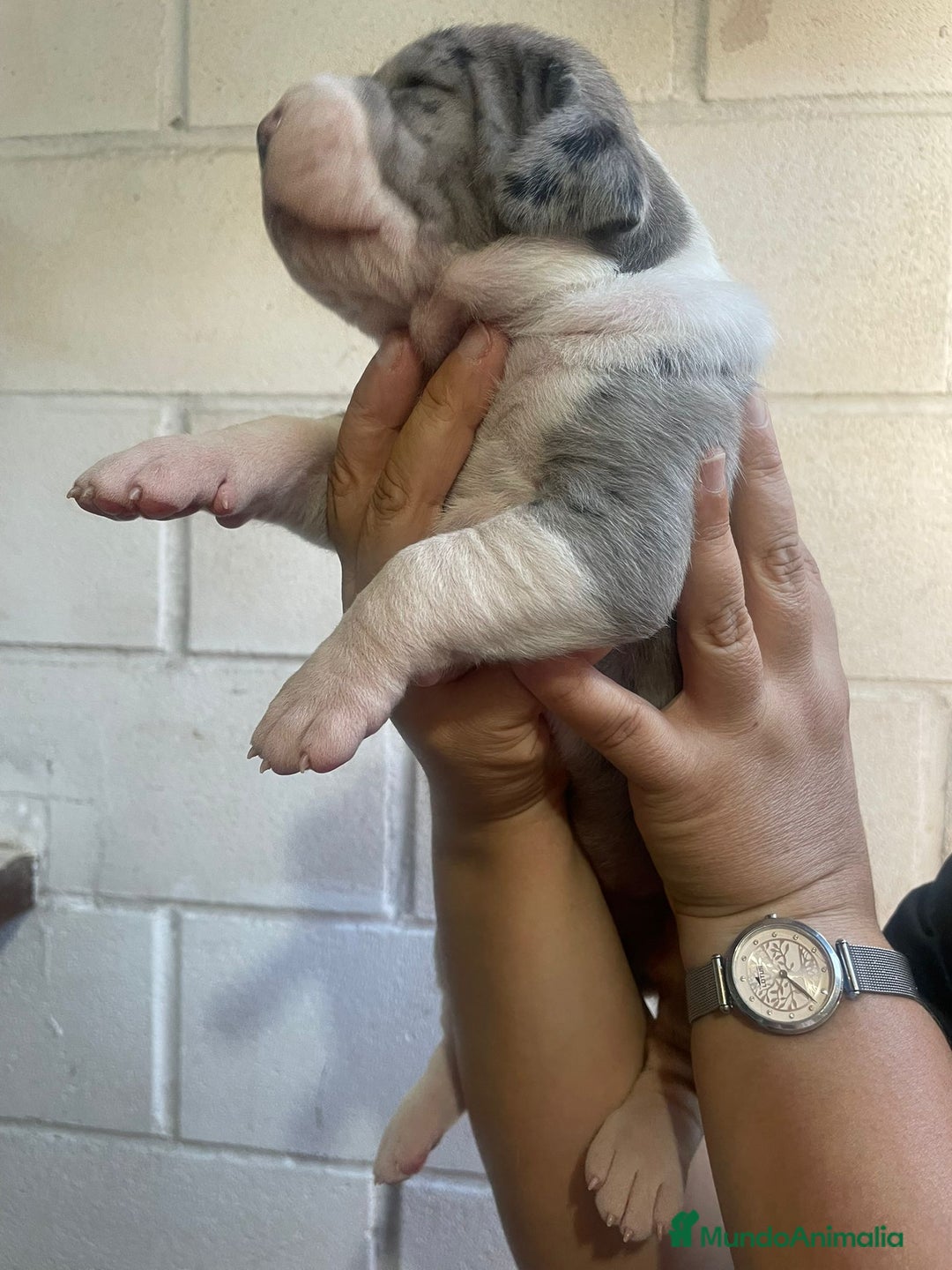 Dogo Alemán perros en venta: HEMBRA GRAN DANES  - Imagen 2