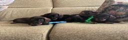 Teckel perros en venta: Teckel standar pelo duro  - Anuncio 1