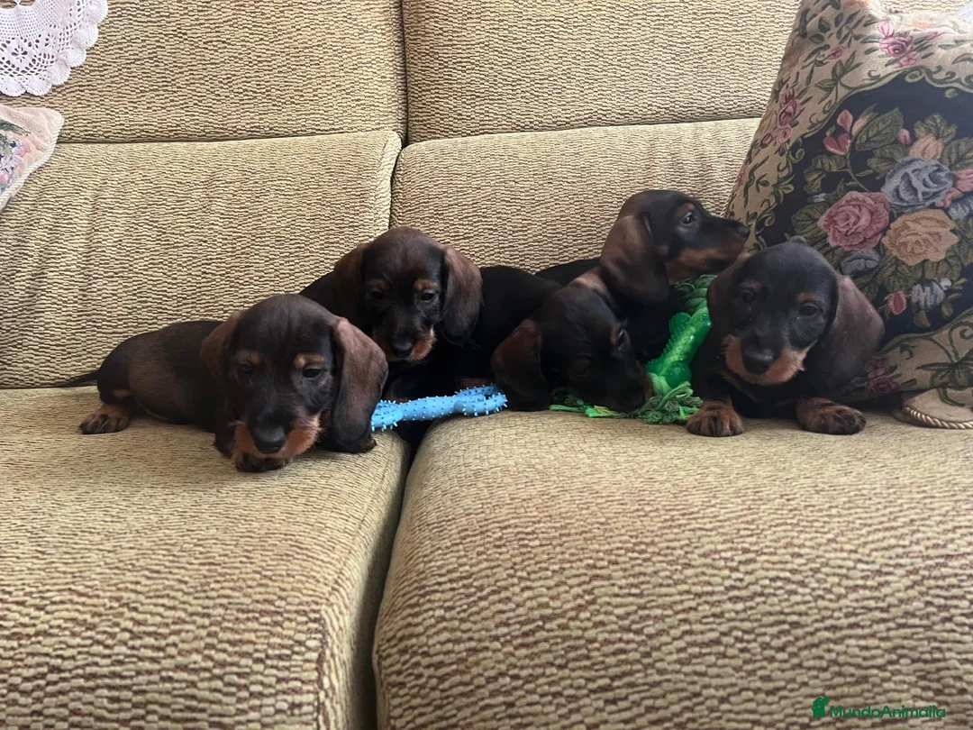 Teckel perros en venta: Teckel standar pelo duro  - Anuncio 1
