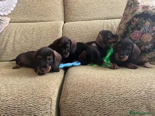 Teckel perros Teckel standar pelo duro - Anuncio 1