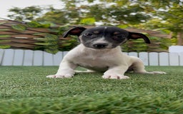 Ratonero Bodeguero Andaluz perros en venta: BODEGUERO ANDALUZ - Imagen 4