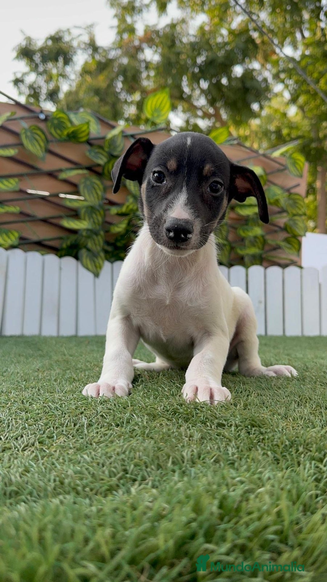 Ratonero Bodeguero Andaluz perros en venta: BODEGUERO ANDALUZ - Imagen 4