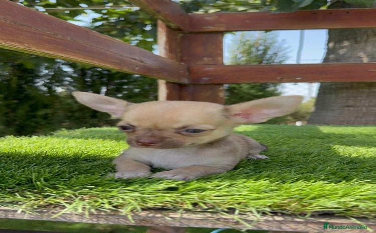 Chihuahua perros - Anuncio 1