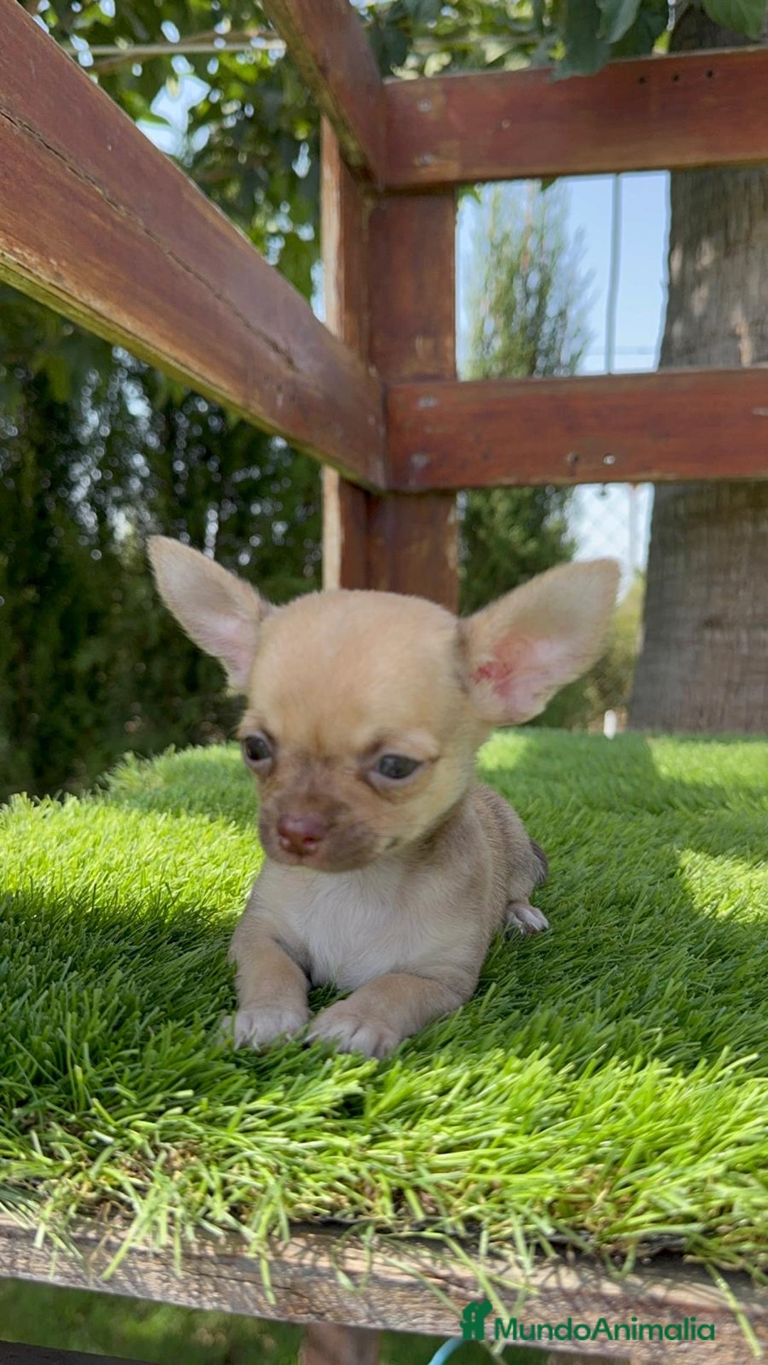 Chihuahua perros en venta: CHIHUAHUA MACHO  - Imagen 1