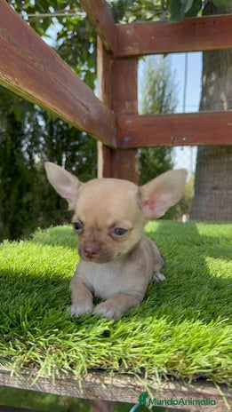 Chihuahua perros - Anuncio 6
