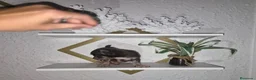Chihuahua perros en venta: Chihuahua blue  - Anuncio 11