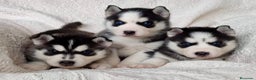 Husky Siberiano perros en venta: Husky Siberiano  - Anuncio 3