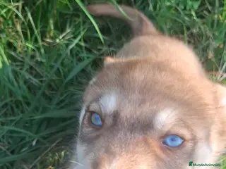 Husky Siberiano perros Husky siberiano - Anuncio 30