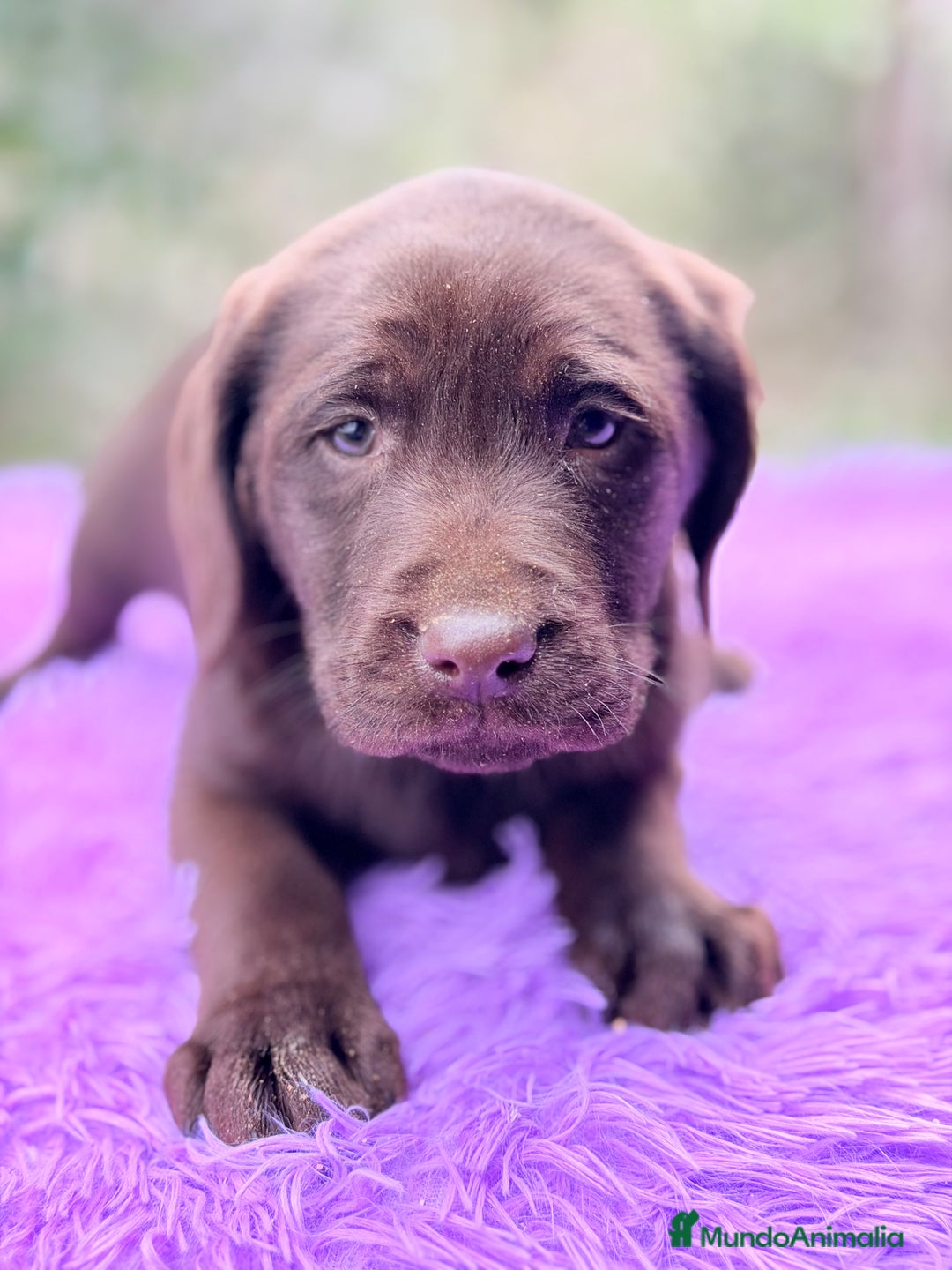 Labrador Retriever perros en venta: Labradora chocolate  - Anuncio 2