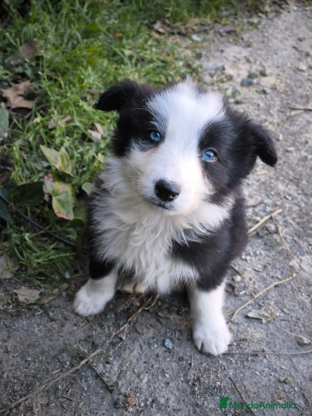 Border Collie perros en venta: Cachorros border collie 2 meses! - Anuncio 2