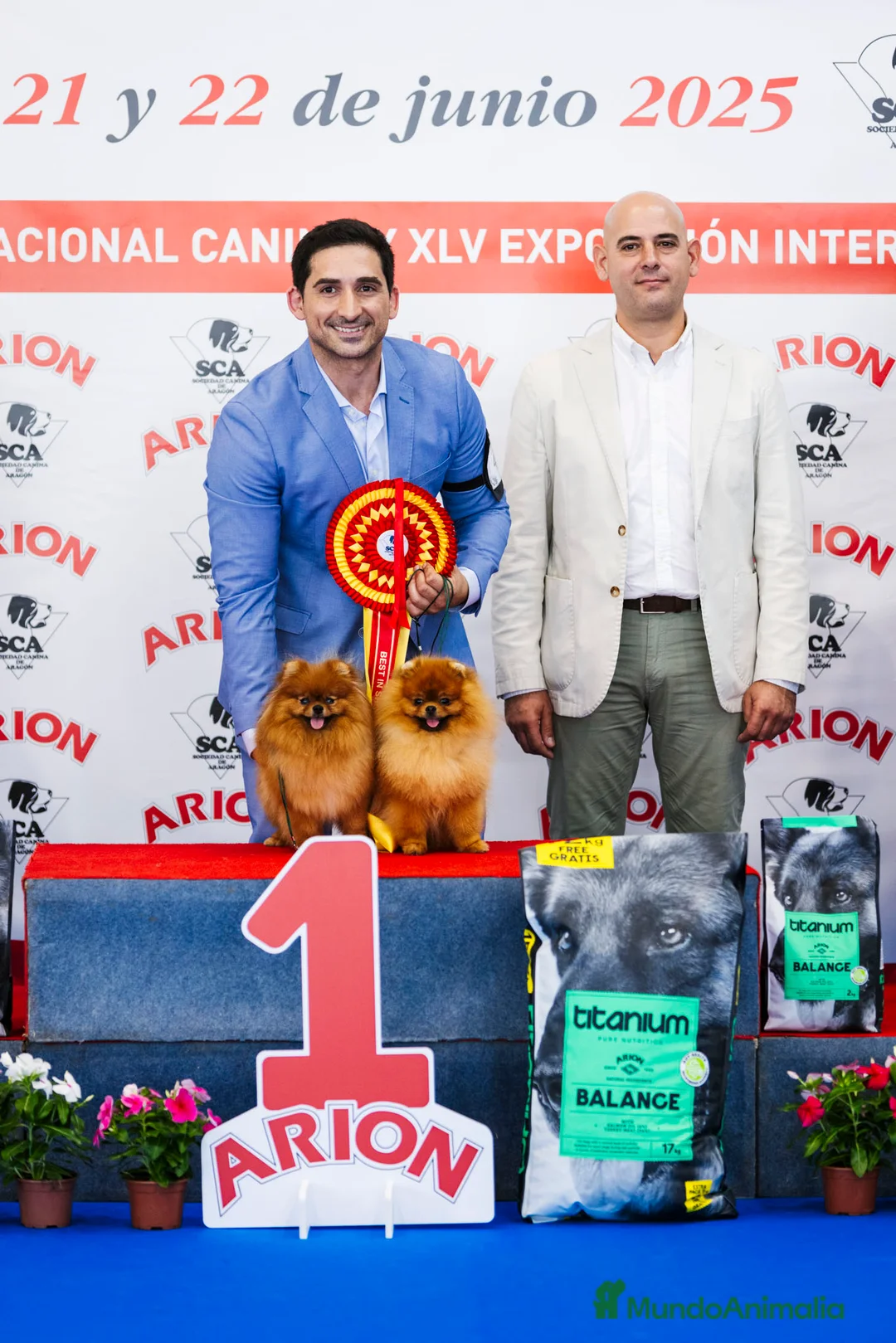 Pomerania perros en venta: Pomeranias toy descendientes de campeones - Anuncio 3