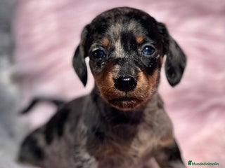 Teckel Miniatura perros en Barcelona - Anuncio 8