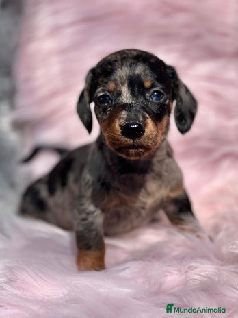 Teckel Miniatura perros en Barcelona - Anuncio 6