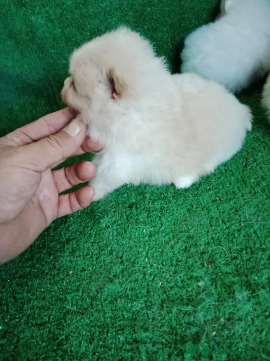 Pomerania perros en venta: Camadas de Pomerania - Anuncio 2