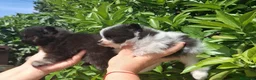 Pomerania perros en venta: Camada de pomerania hembras  - Anuncio 4