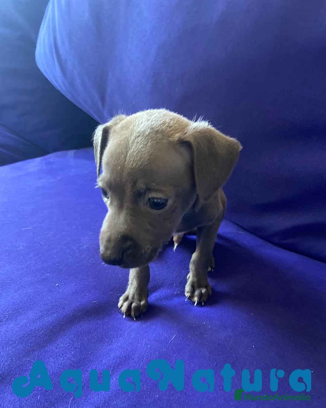 Pequeño Lebrel Italiano perros en venta: Lebrel Italiano Macho 2003 AQUANATURA - Anuncio 5