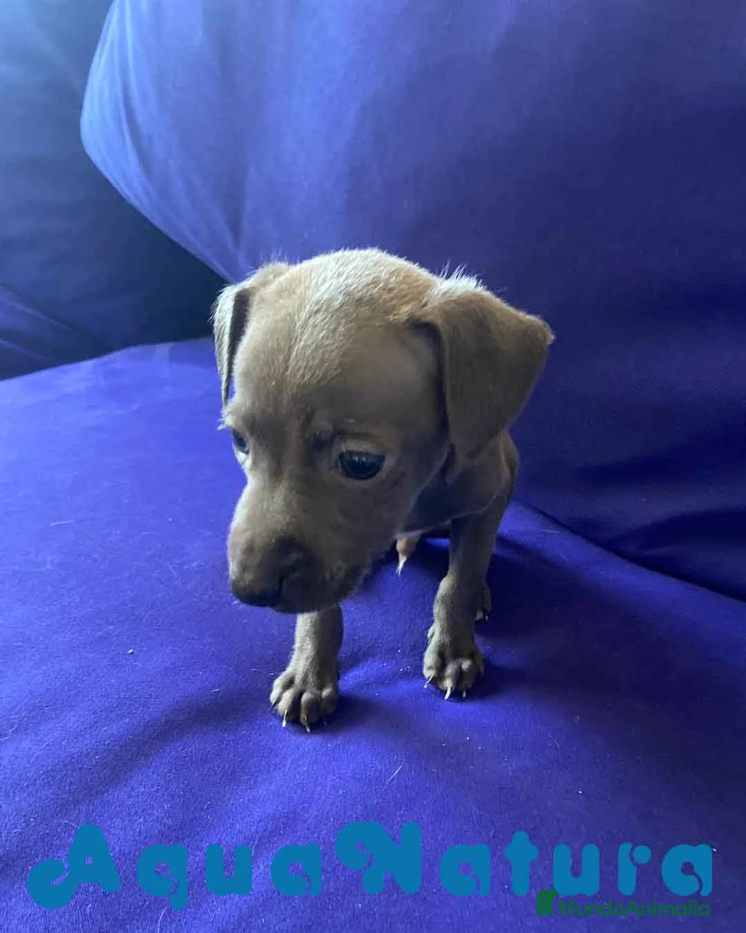 Pequeño Lebrel Italiano perros en venta: Lebrel Italiano Macho 2003 AQUANATURA - Anuncio 5