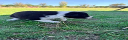 Border Collie perros en venta: Border collie - Anuncio 30